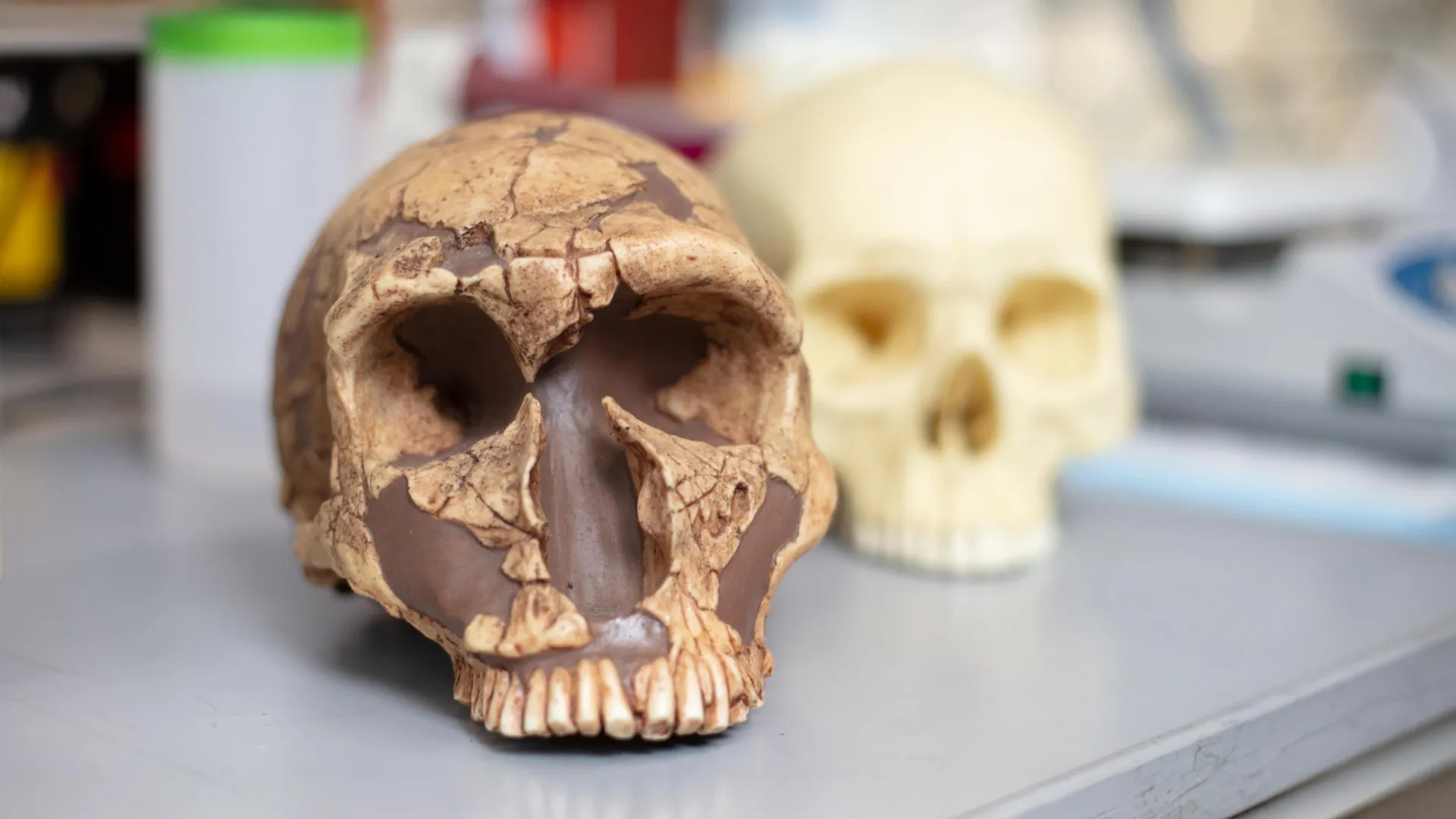 From poison to power: How lead exposure helped shape human intelligence